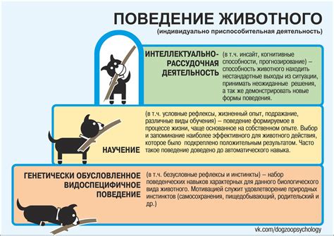 Отличия в поведении