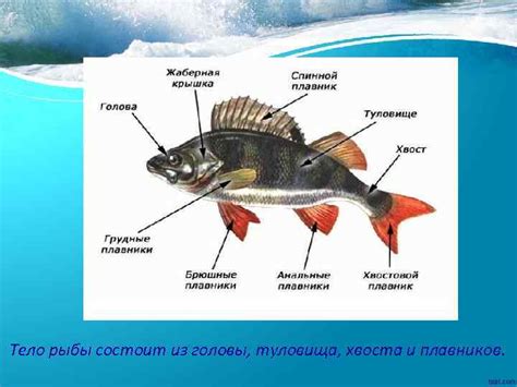 Отображение плавников и хвоста