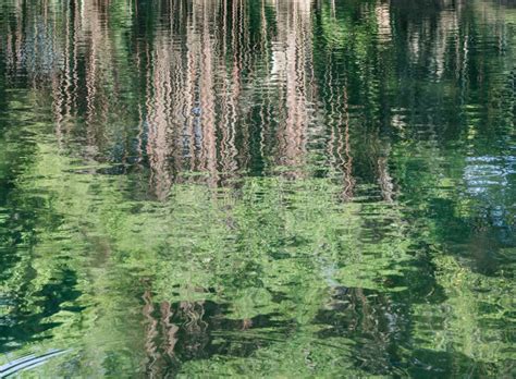 Отобразите зеркальность реки и отражение деревьев на воде