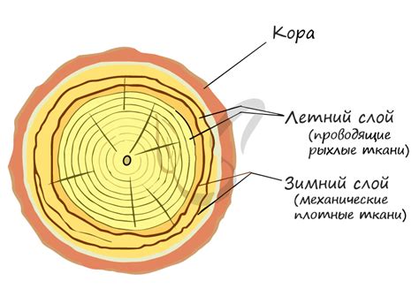 Отражение изменений в климате в ширине годичных колец