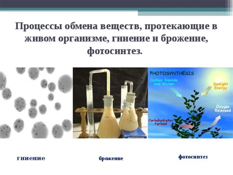 Отстой и брожение