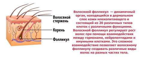Отсутствие волосяных фолликулов на локтях