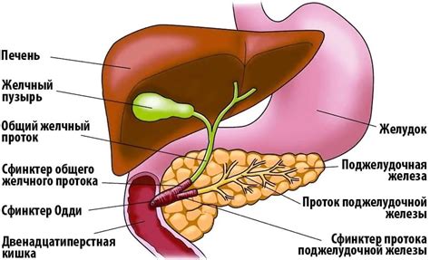 Отсутствие желчного пузыря у кур