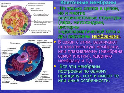 Отсутствие клеточной структуры