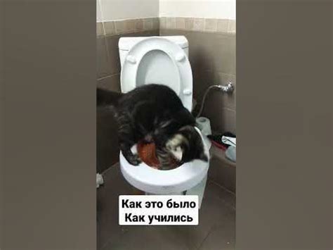 Отсутствие корректного обучения кота