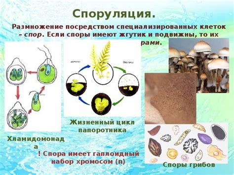 Отсутствие специализированных клеток