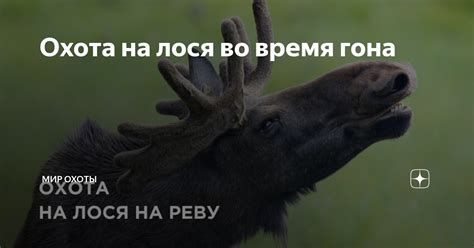 Охотничья этикет: как себя вести во время охоты на лося