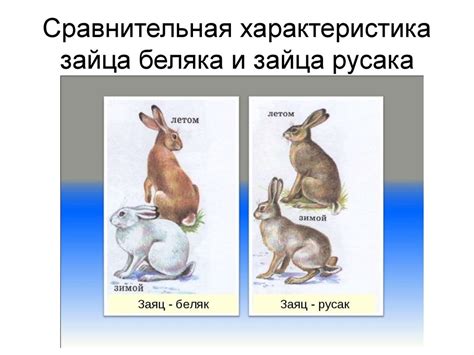 Охрана и угрозы зайца беляка и зайца русака