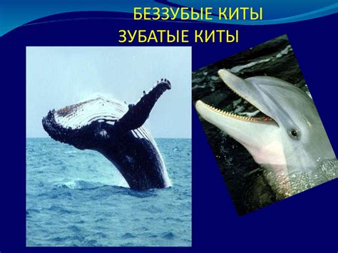 Охрана морских животных и растительности