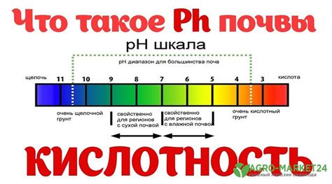 Оценка уровня кислотности раствора в экологии