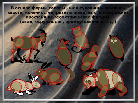 Очертите основные формы туловища и головы белки