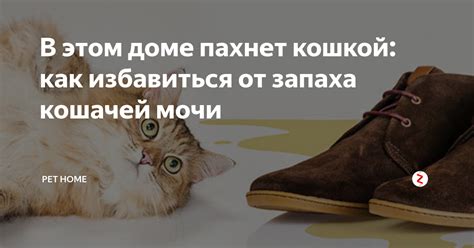 Очистка от кошачьего запаха на обуви: подходы и причины
