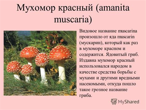 О мухоморе как связанном с грибом и мухами