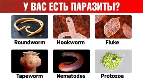 Паразитная закладка в реальности