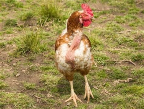 Паразиты и их воздействие на состояние перьев у кур