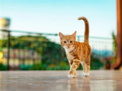 Первая причина: настроение кота