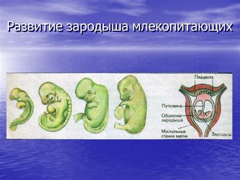 Первопричины развития мочевого пузыря у млекопитающих