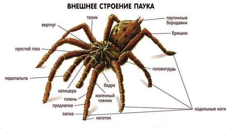 Первый шаг: изготовление тела паука
