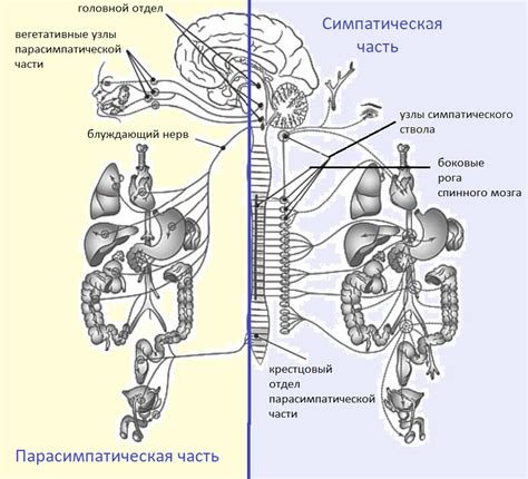 Передача сигналов нервной системы