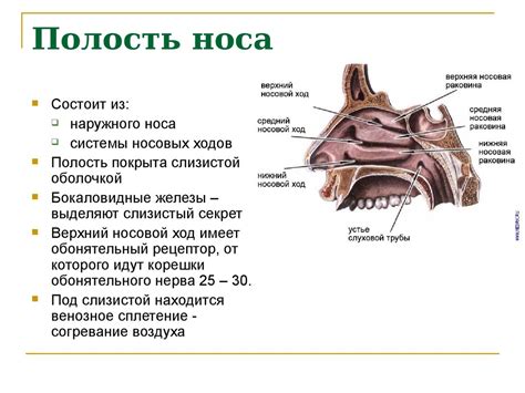 Перемещение звука в носовые проходы