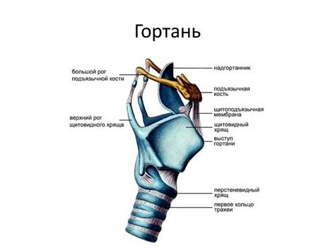 Перенапряжение и повреждения гортани