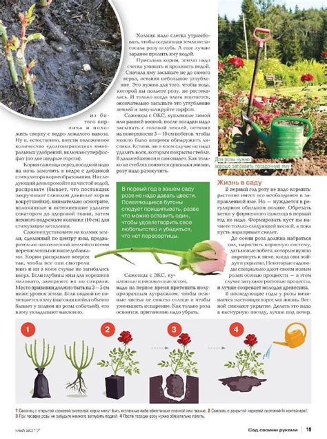 Пересадка разделенных роз