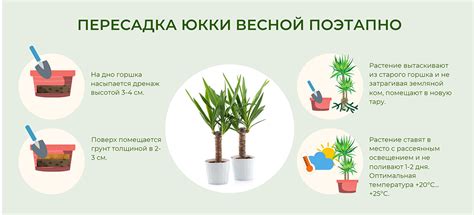 Пересадка юкки весной