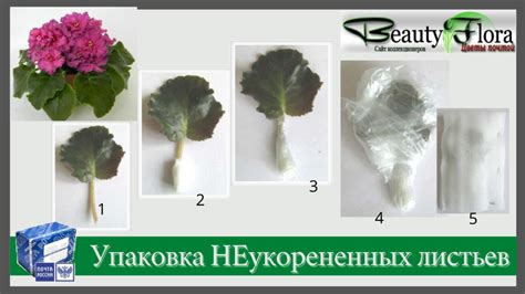 Пересылка растений почтой безопасно