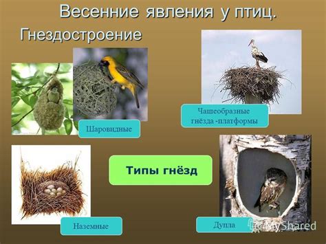 Периоды гнездования у птиц