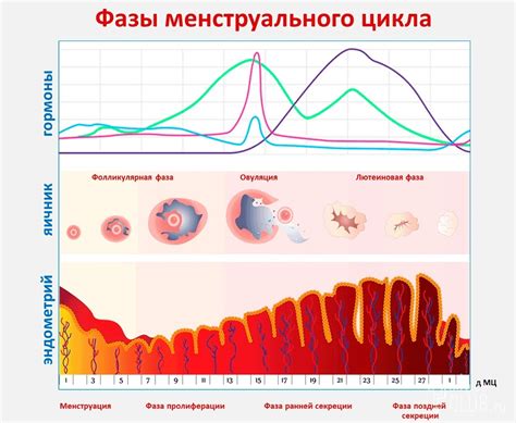 Периоды послеродового восстановления организма