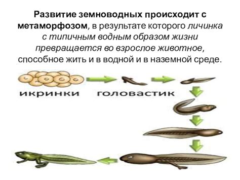 Период метаморфоза
