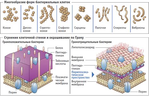 Пермеабельность клеточной стенки и обмен веществ