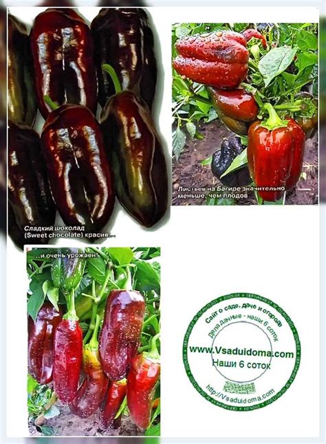 Перца, перцепты и черные крапинки