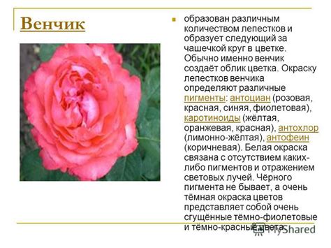 Пигменты, ответственные за окраску помидоров