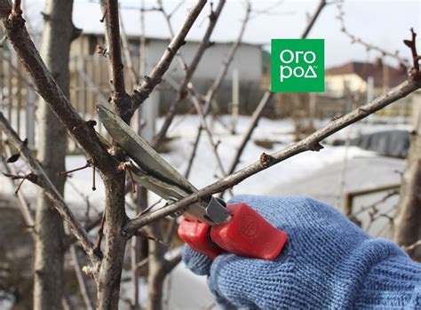 Пинчинг и обрезка послецветия