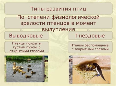 Питание птенцов в разные периоды развития