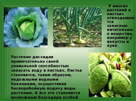 Питательные вещества и желтеяние листьев