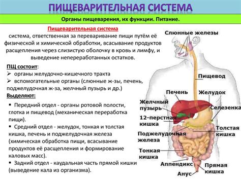 Пищеварительная система и питание скорпионов