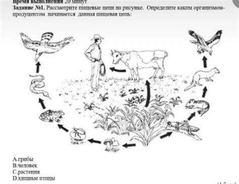 Пищевая цепочка карандашом: пошаговая инструкция