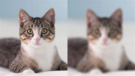 Плохое зрение у котов