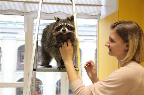 Плюсы и минусы содержания пони в квартире