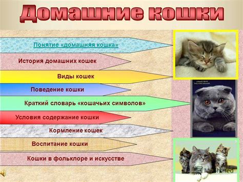 Поведенческие особенности котов, вызывающие данное увлечение