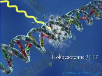Повреждение ДНК в коже
