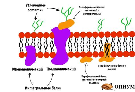 Повреждение динамика и мембраны