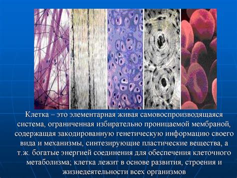 Повреждение клеток ростового центра