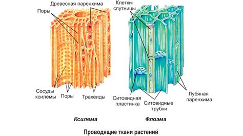 Повреждение проводящей способности