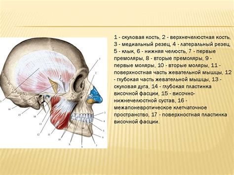 Повреждения околохвостовой области