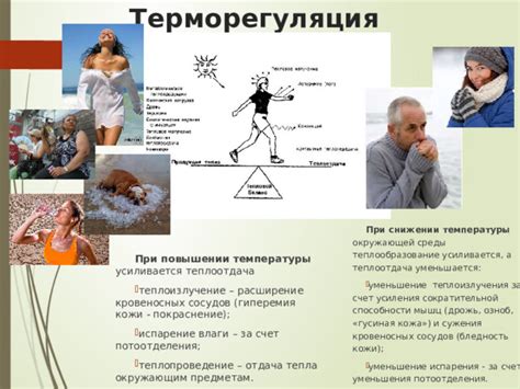Повышение температуры тела и расширение кровеносных сосудов