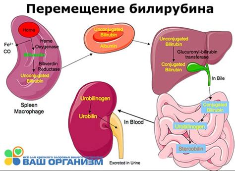 Повышение уровня билирубина