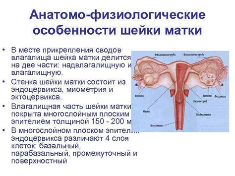 Повышенная чувствительность шейки матки: особенности каждого организма